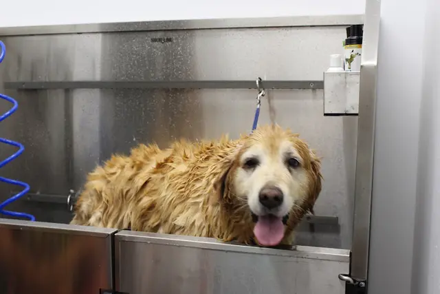 Pet vet Seal Beach Animal Hospital Long Beach