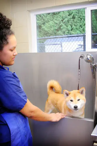 Dog day care center Twin Lakes Veterinary Hospital Federal Way