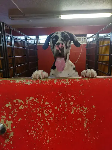 Dog day care center GOfetch Long Beach