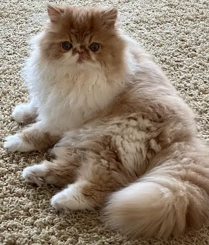 Rescue & Shelter High Desert Persians Bend