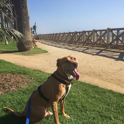 Dog trainer EveryDog Norwalk