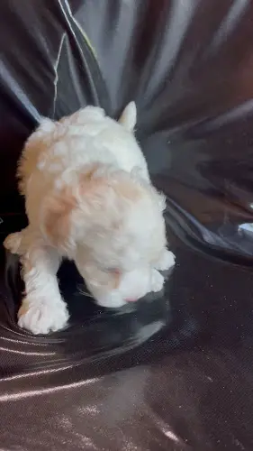 Dog breeder Silver Ace Poodles Chico