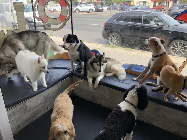 Dog day care center Lucky Paws Pet Grooming & Doggy Day Care Long Beach