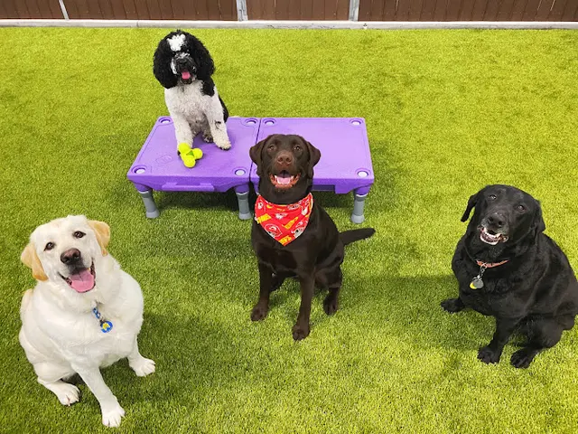 Dog trainer The Village Pup Indio
