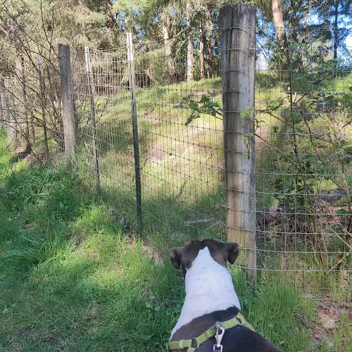 Dog Park Arnold Park Vancouver