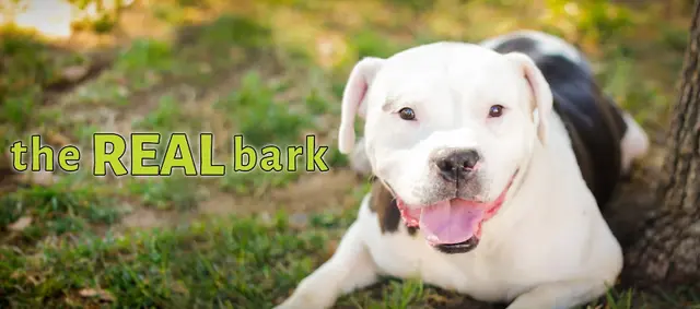 Rescue & Shelter The REAL Bark Glendale