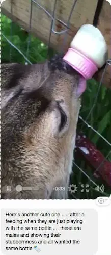 Rescue & Shelter Fawn Rescue Santa Rosa
