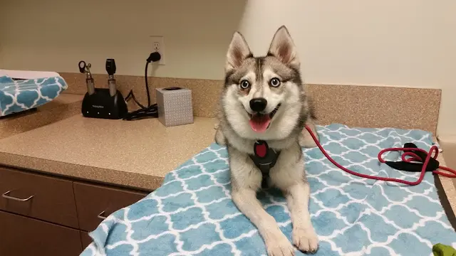 Pet vet West Hollywood Animal Hospital Santa Monica