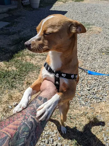 Dog day care center Kritter Kamp Elk Grove