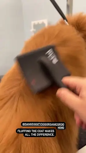 Dog Grooming DangDiggity Dog Grooming - Organic Pet Grooming San Jose San Jose