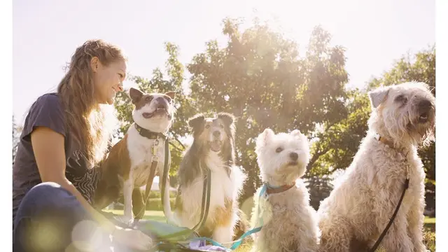 Pet boarding service Soundview Veterinary Hospital Tacoma