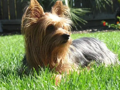 Dog breeder Kelley's Pets Clovis