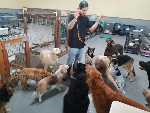 Dog day care center Camp Good Puppy Portland