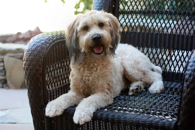 Dog Grooming Aggie's Grooming Shop Simi Valley