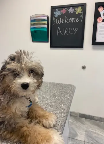 Pet vet Newport Pet Clinic Orange