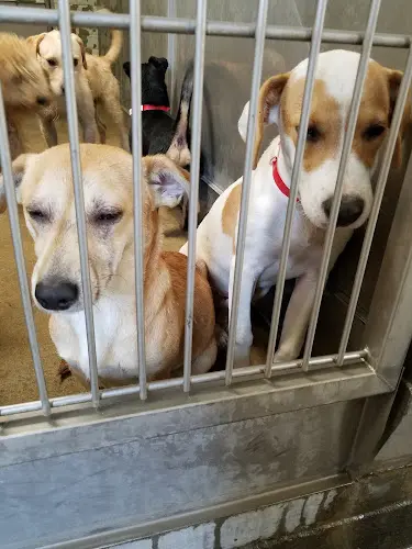 Pet vet Central California SPCA Fresno