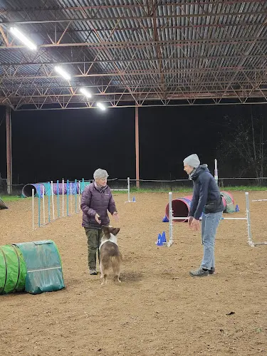 Dog trainer Vortex Agility Kent