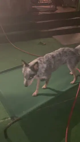 Dog day care center Coastal Canine Chula Vista