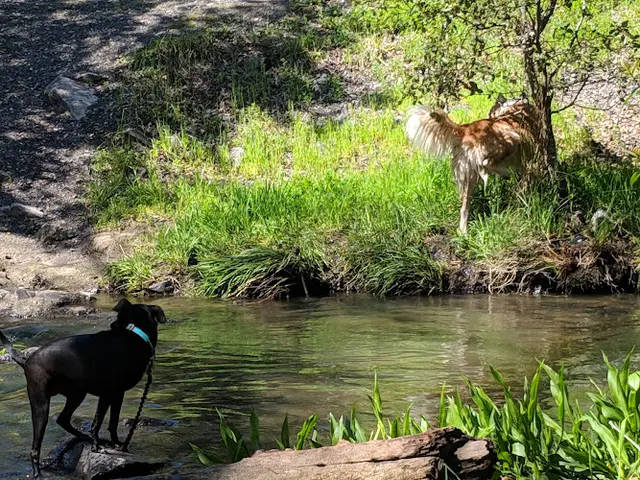 Dog Park Youth Community Park - Also known as Rosa Park Santa Rosa