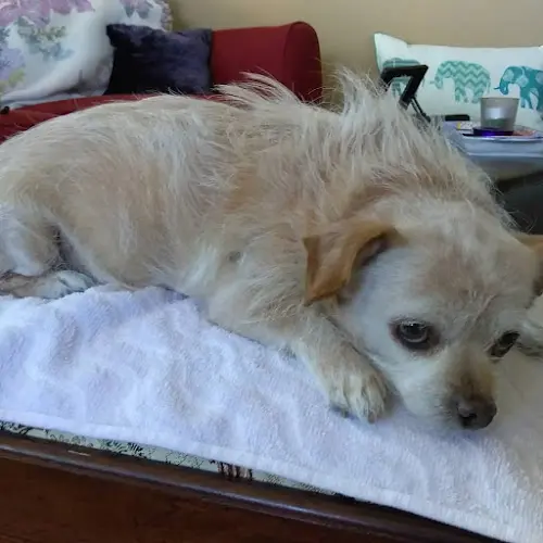 Pet boarding service Family Animal Hospital Costa Mesa