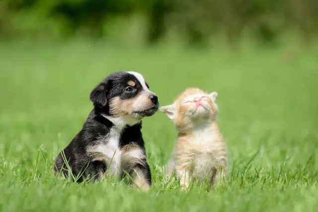 Pet vet Animal Hospital of Eagle Glen - Mark Farrar DVM Riverside
