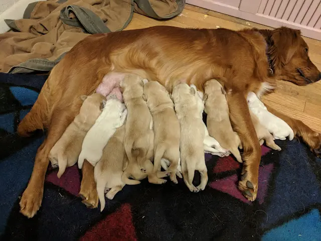 Dog breeder Golden Kennel Breeders Victorville