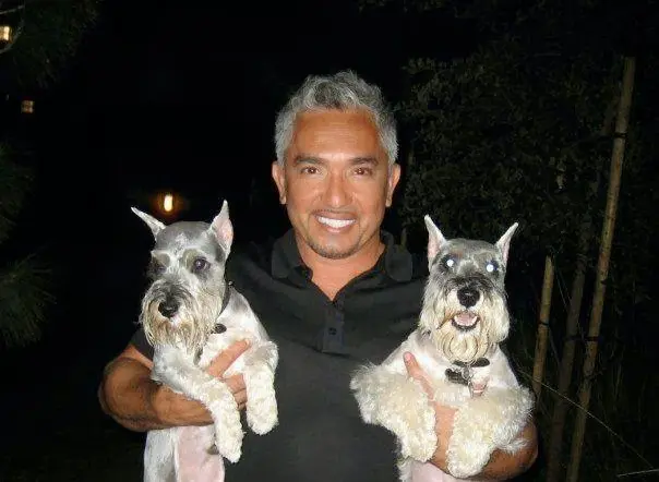 Dog Grooming Poochies Mobile Dog Grooming Santa Clarita