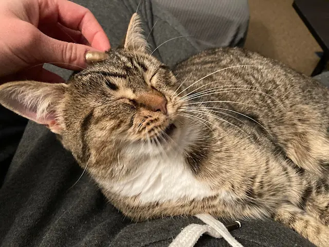 Rescue & Shelter PAWS Cat City (Progressive Animal Welfare Society) Kent