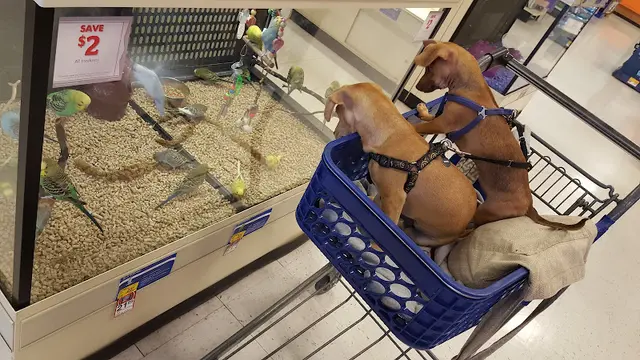 Pet vet PetSmart Ventura