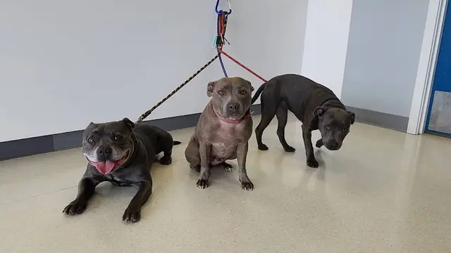 Dog day care center Value Pet Clinic Renton