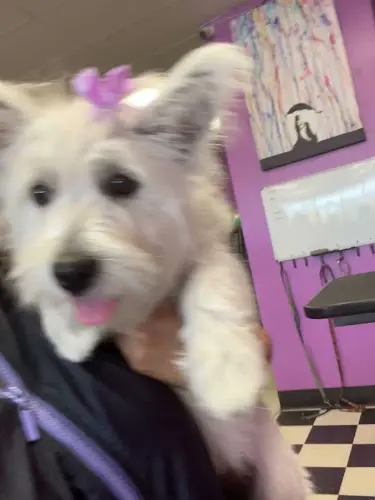 Dog Grooming Fuzz Monsters Pet Grooming Roseville