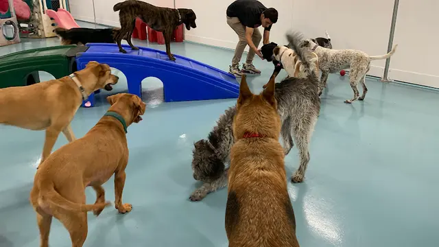 Dog trainer Doggin' Around Daycare Oxnard