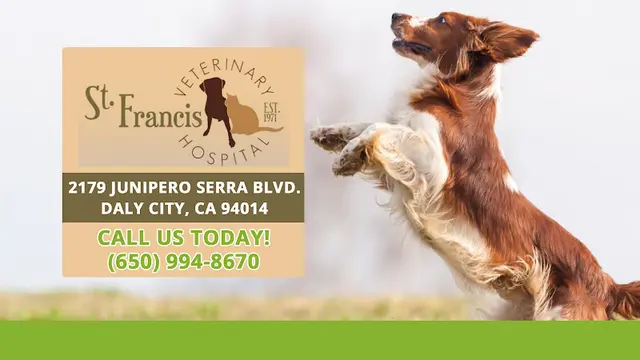 Dog day care center St. Francis Veterinary Hospital Daly City