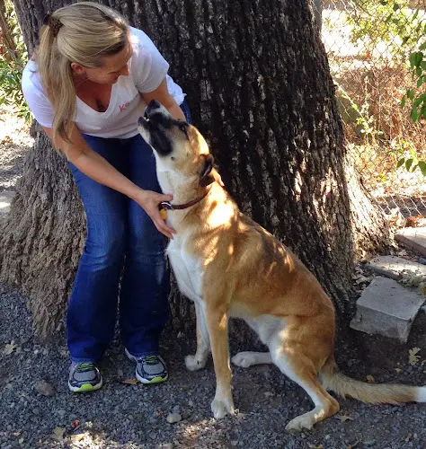 Dog trainer K9 Activity Club Santa Rosa