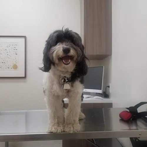 Pet vet Pet Vet Animal Hospital Simi Valley