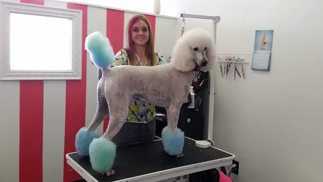 Pet boarding service Brittney's Bark Avenue Fresno
