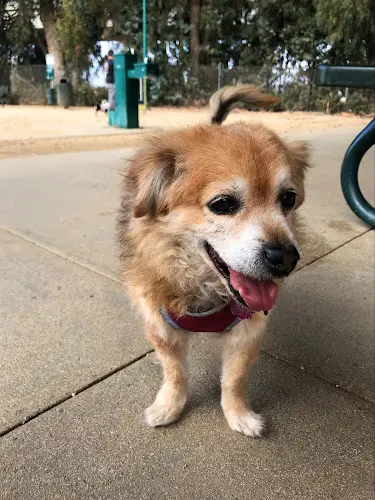 Dog walker College Dog Park Oxnard