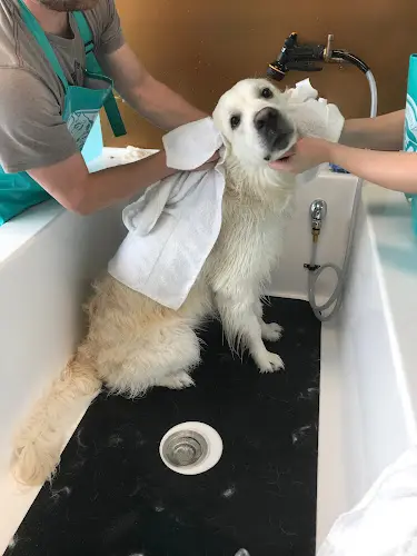 Dog Grooming Shampooch Dog Wash Gresham