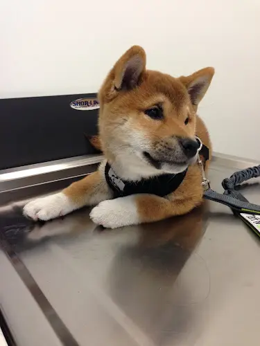 Pet boarding service Irvine Great Park Animal Hospital Irvine