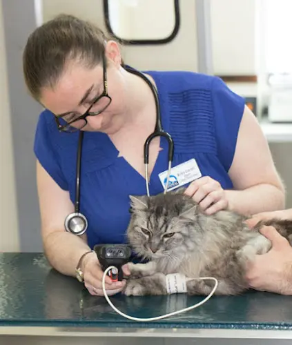 Pet vet Long Beach Animal Hospital Carson