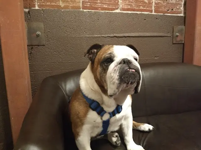 Pet boarding service Mt. Tabor Veterinary Care Portland
