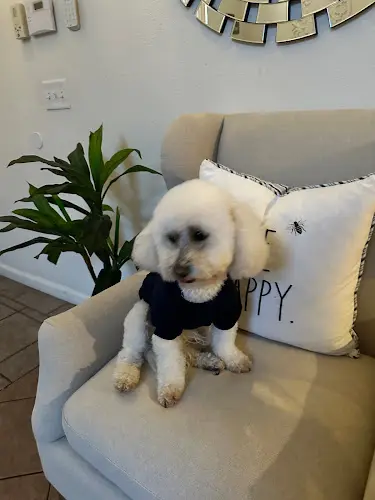 Dog breeder Dee's All Breed Grooming Modesto