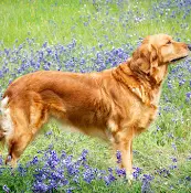 Dog breeder Glenmac Goldens Redding