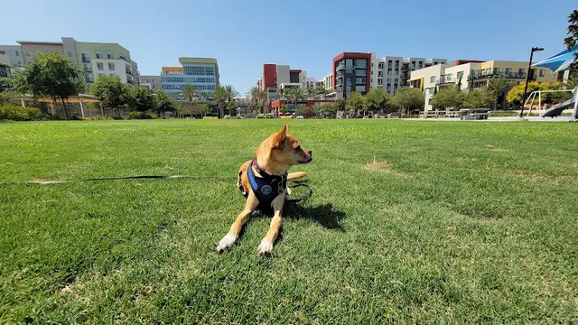 Dog Park Centrum Dog Park San Diego