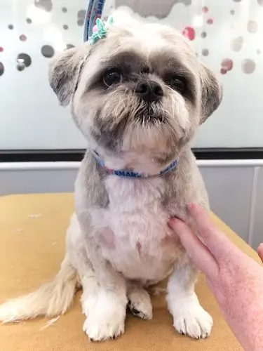 Pet vet PetSmart Simi Valley
