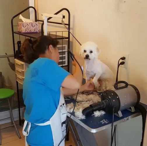 Dog Grooming Annie's Small Dog Bath and Groom Fullerton