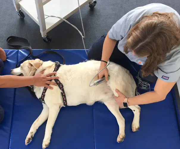 Pet vet Beach Animal Rehabilitation Torrance