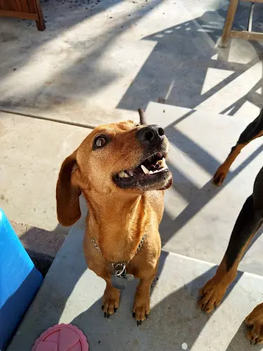 Pet vet Lindsey Vet Care San Diego