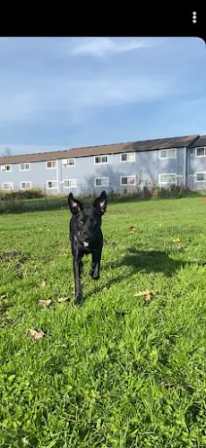 Rescue & Shelter Mostly Mutts Animal Rescue Gresham