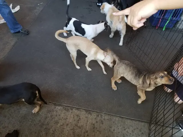 Pet boarding service PetSmart San Diego